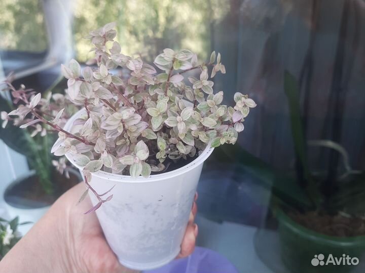 Колизия Розовая пантера