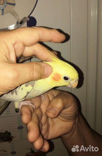 Молодой Попугай корелла