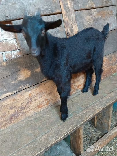 Коза дойная