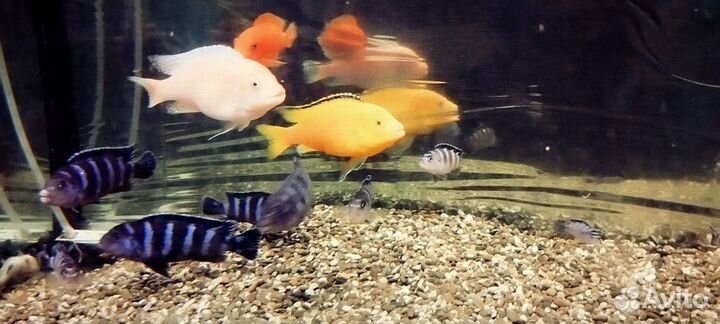 Аквариумные рыбы большие цена за 1шт