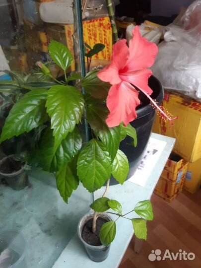 Китайская роза