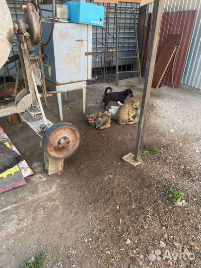 Отдам кутят в добрые руки