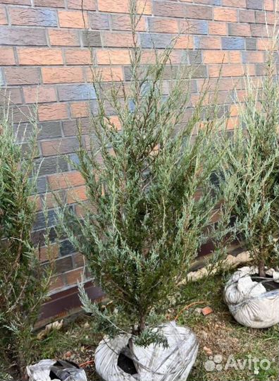 Можжевельник Блю Эрроу