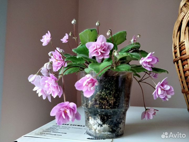 Сортовые фиалки