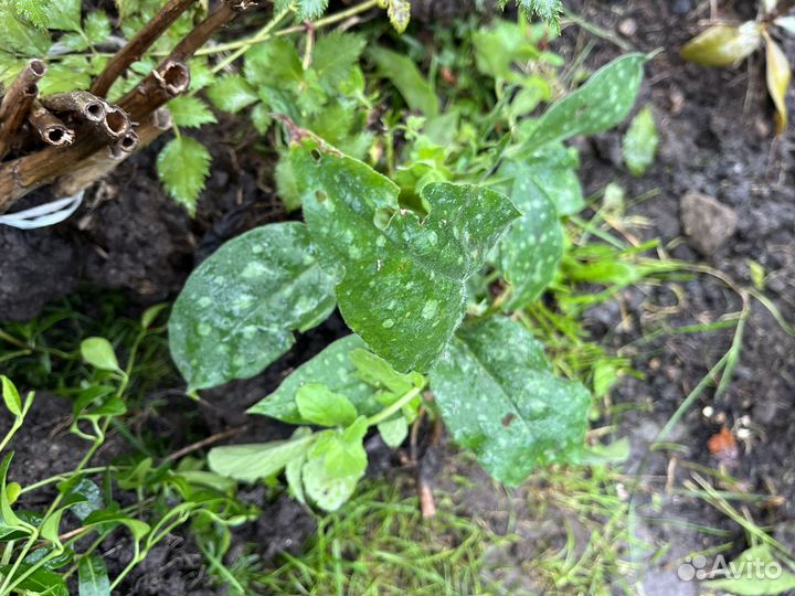 Кустами- Хоста, астильба, горжетка, медуница пятн