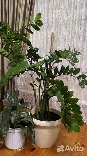 Замиокулькас