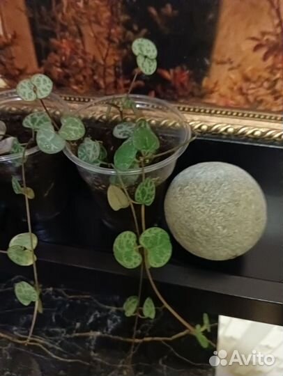 Церопегия Вуда, Пеперомия Рейндроп