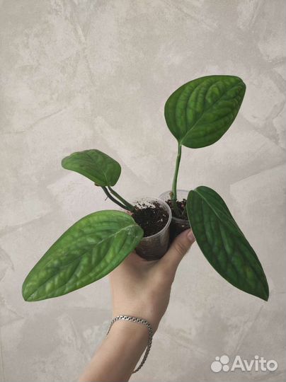 Комнатные растения #3