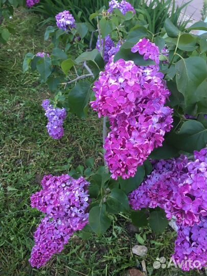 Сирень 3 вида и др. растения