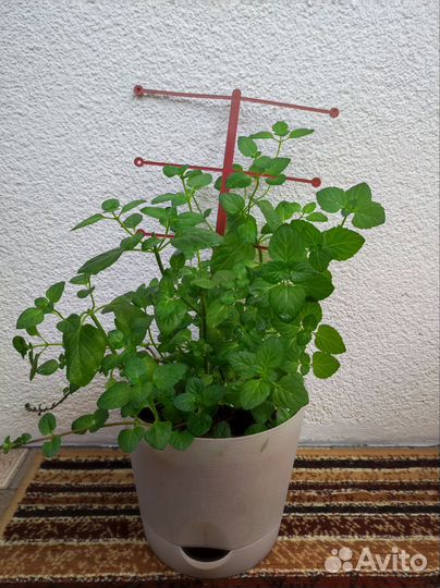 Мята сортовая