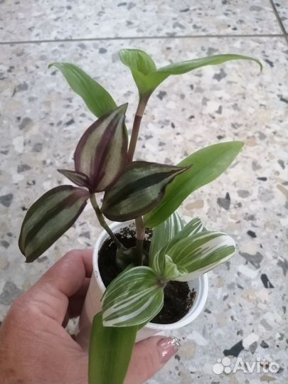 Традесканция