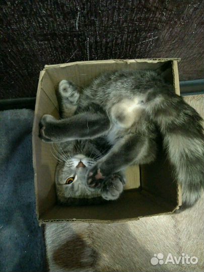 Вислоухий британец