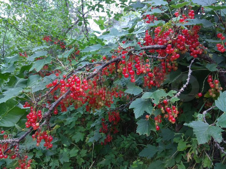 Дача 10 м² на участке 4 сот.