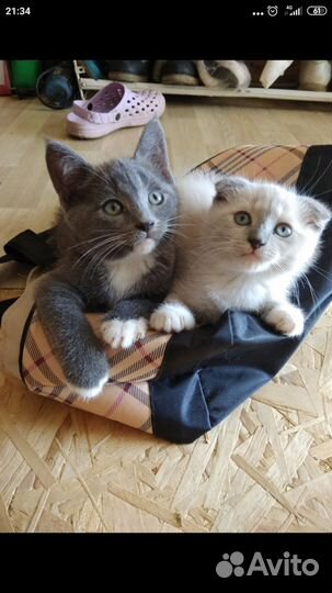 Шотландские котята