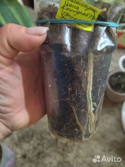 Сингониум Конфети - Триколор