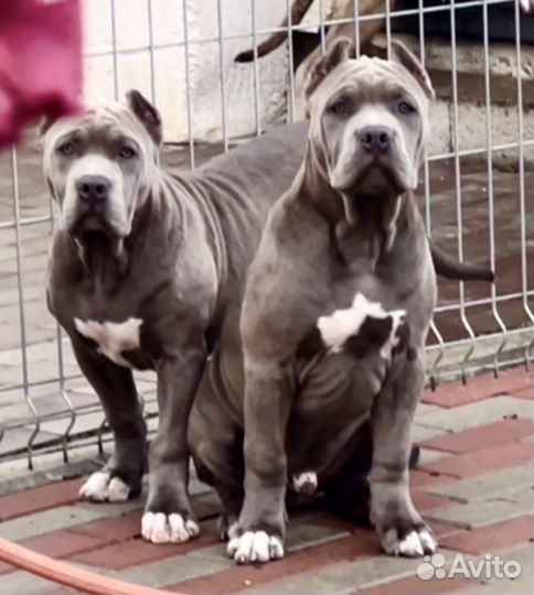 Американский Булли XL