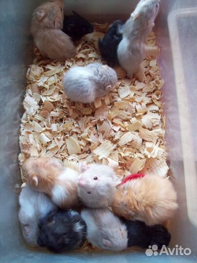 Ручные сирийские и ангорские хомячки хомяки