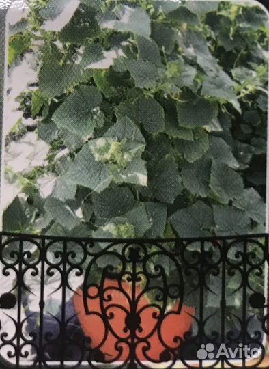 Семена огурцов поштучно