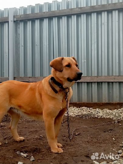 Собачка Люся