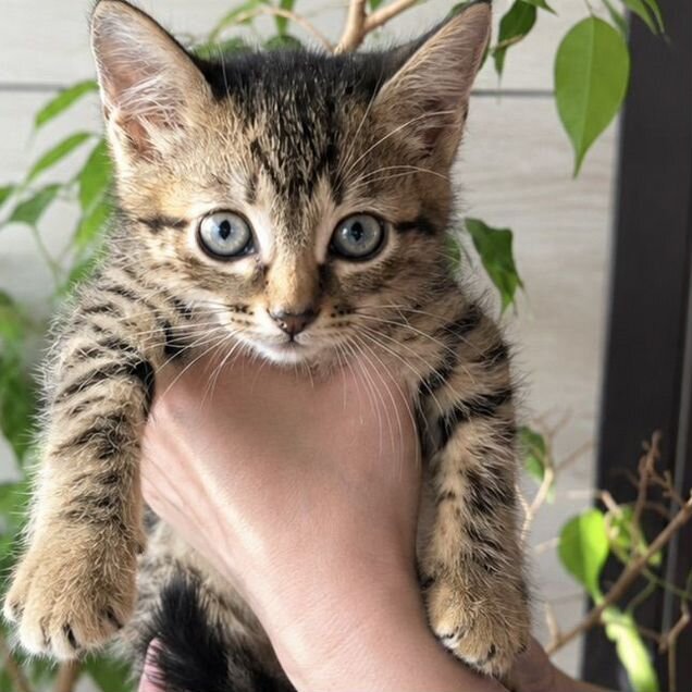 Котёнок в добрые руки