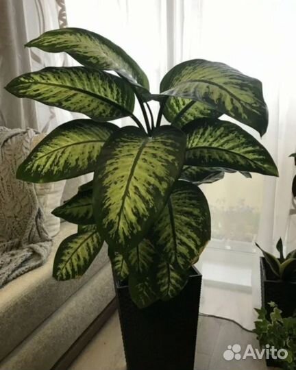 Комнатные растения цветы