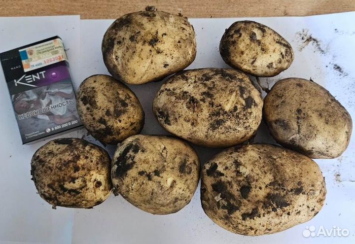 Продам картофель