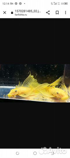 Анциструс вуалевый