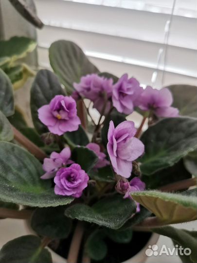 Детки Фиалки