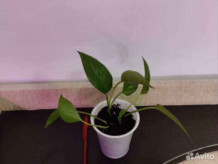 Сциндапсус