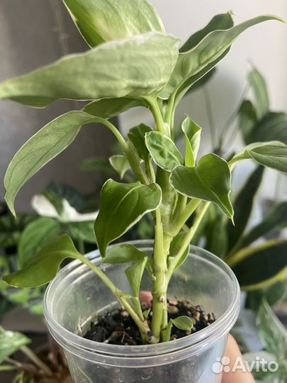 Диффенбахия кул бьюти