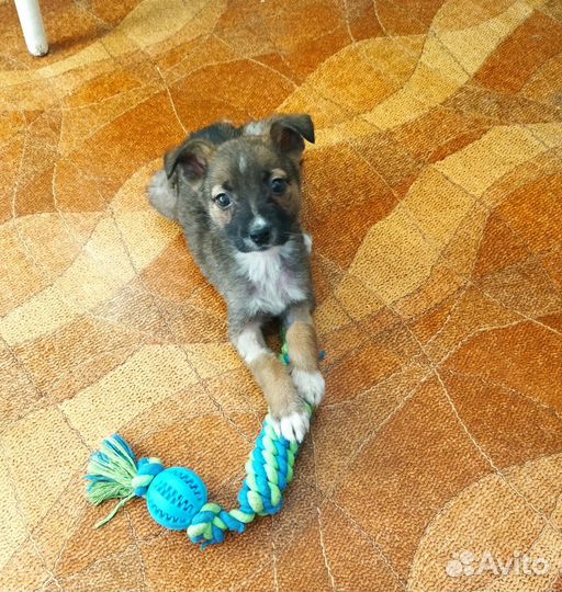 Щенок в добрые руки