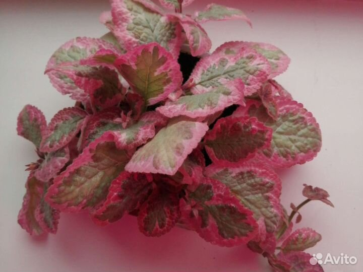 Цветы эписции