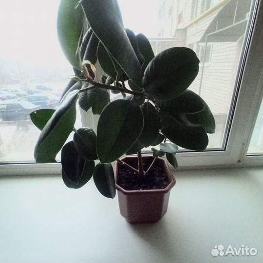 Фикус