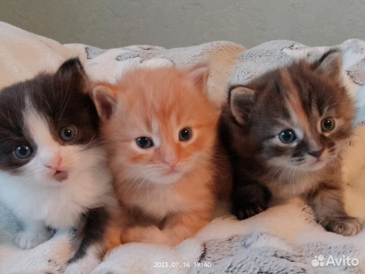 Котята бесплатно
