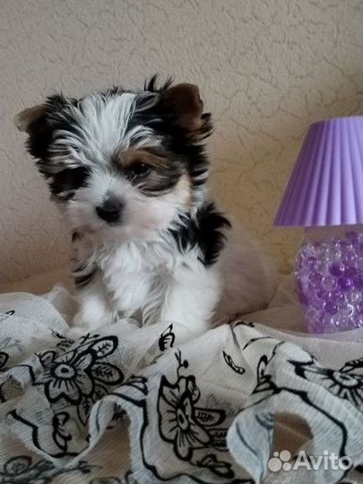 Щенки бивер йорка мини девочка