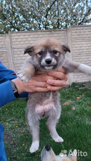 Собака акита ину щенки