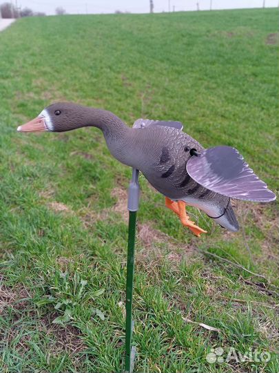 Махокрыл гусь