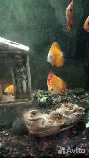 Рыба дискус