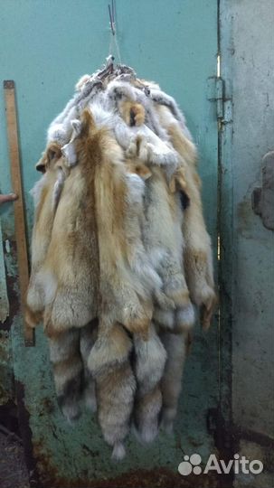 Шкурки лисы