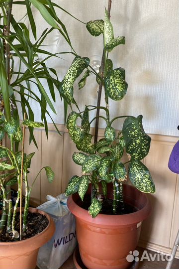 Диффенбахия комнатное растение