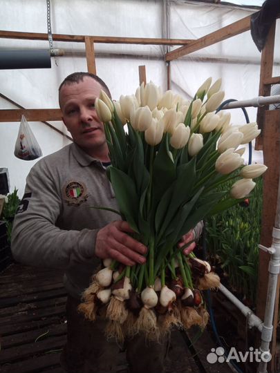 Тюльпаны и Мимоза к 8 марта оптом и розницу