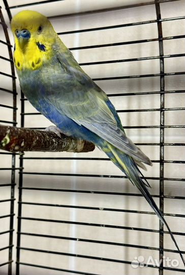 Волнистый попугай