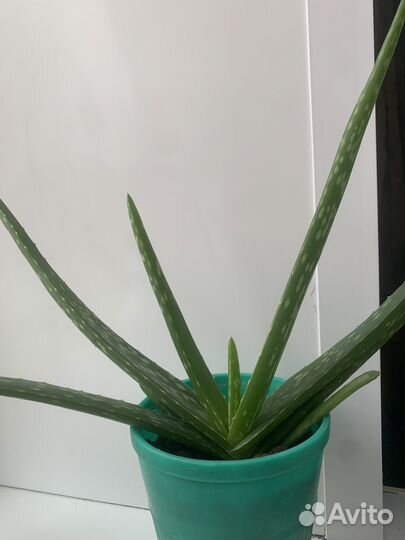 Комнатные цветы алоэ