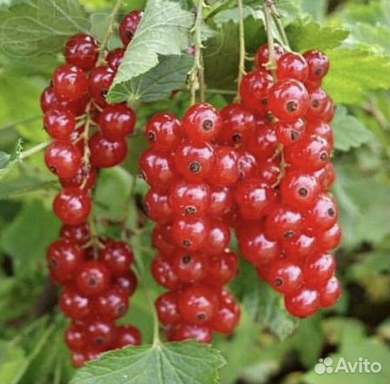 Голандская Красная смородина