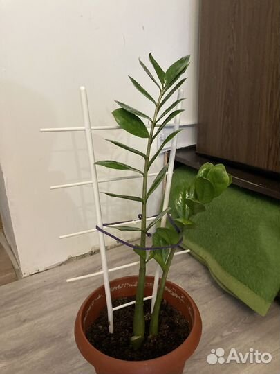 Комнатные цветы (много)