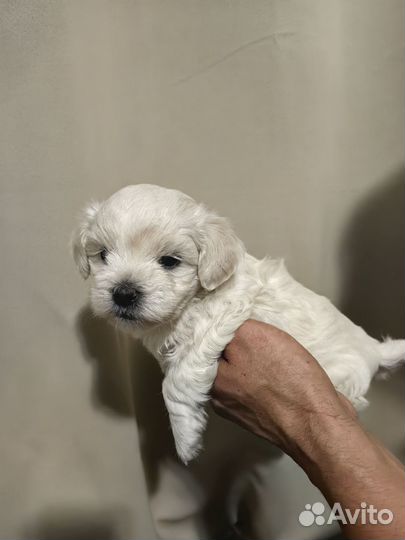 Мини Мальтезе