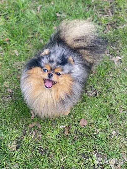 Померанский шпиц в качестве жениха