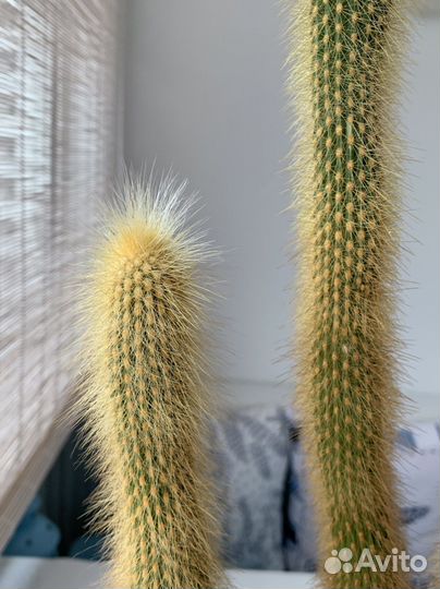 Кактусы и суккуленты. Толстянка Коралл(ушки Шрека)