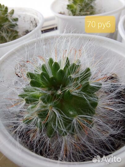 Кактусы и суккуленты