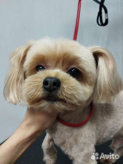 Стрижка животных